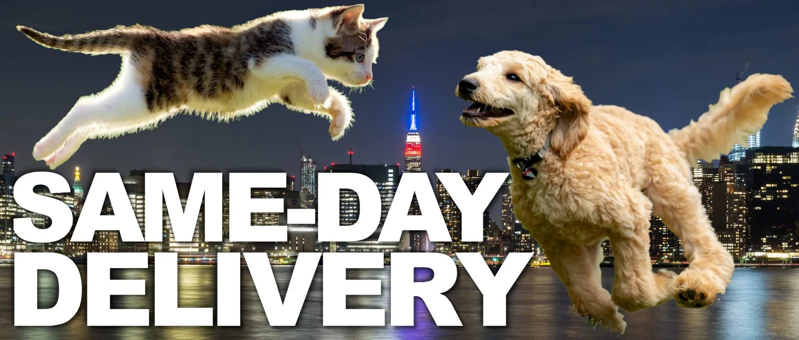 New York’s Finest Pet Fashion